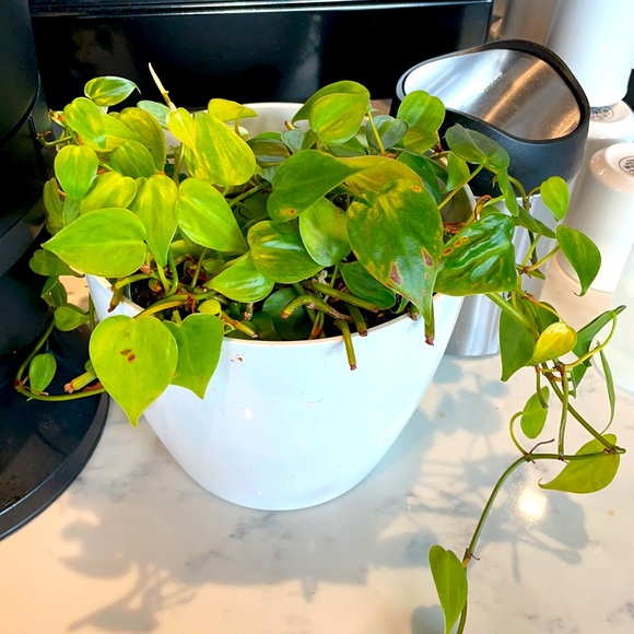 Meet your Posher, Sally - Picture 1 of 1